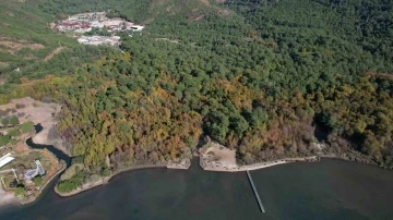 Günnücek Sığla Ormanı, Cumartesi günleri de ziyaret edilebilecek
