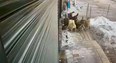 Hakkari’de köpeklerin kurda saldırdığı anlar kamerada
