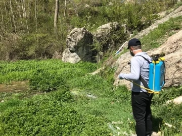 Hakkari’de sineklere karşı ilaçlama çalışmaları
