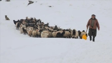 Hakkari'de etkili olan kar, hayvanlarını köylere indiren besicilerin işini zorlaştırdı