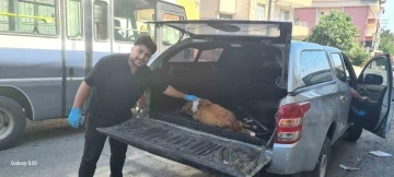 Hamile köpeği tanımadıkları evin önüne terk edip kaçtılar
