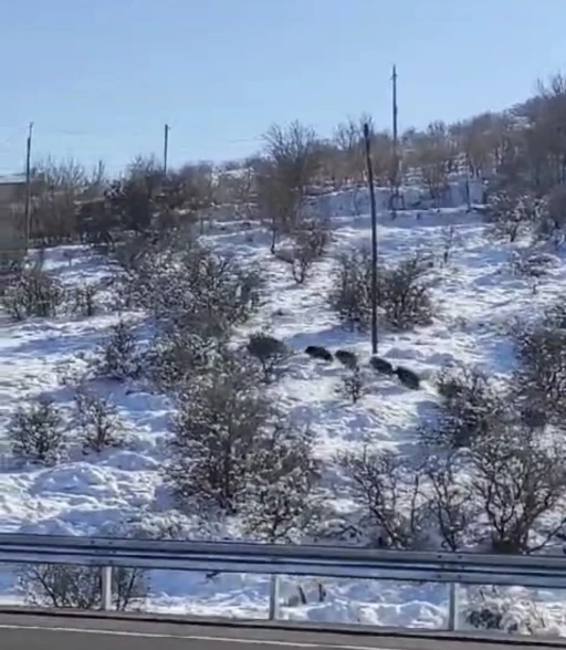 Harput’ta domuz sürüsü görüldü
