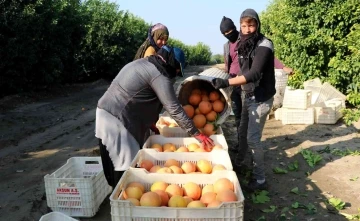 Hasadı başladı, sadece yüzde 10’u Türkiye’de tüketiliyor, yüzde 90’ı ihraç ediliyor
