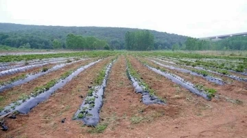 Hasadı yapılıp geliri kız öğrencilere bağışlanacaktı: Çilek tarlasını talan ettiler
