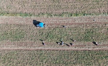 Hasat başladı: Taşköprü sarımsağında 25 bin tonluk rekolte bekleniyor
