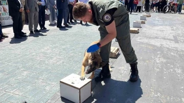 Hassas burunlu &quot;Hera&quot; hünerlerini sergiledi
