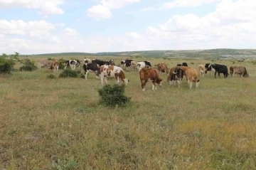 Hastalıktan ari Trakya’da kurbanlıklar ilgi görüyor
