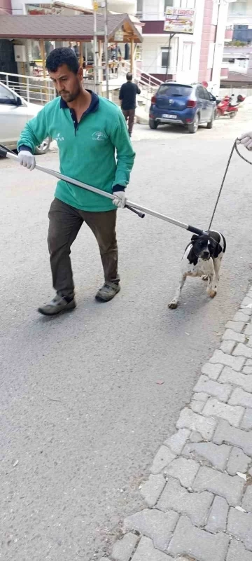 Hatay’da ‘kuduz hastalığı’ alarmı