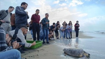 Hatay'da tedavisi tamamlanan caretta caretta denize bırakıldı