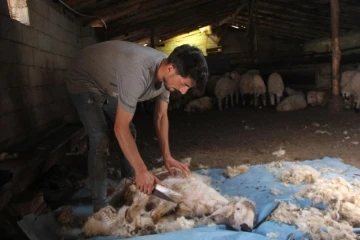 Havaların ısınmasıyla koyun kırkma mesaisi başladı
