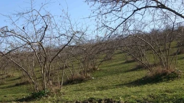 Havaların sıcak gitmesi fındıkta verim endişesine neden oldu