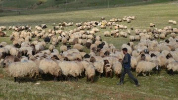 Havanın soğumasıyla göçerlerin dönüş yolculuğu sürüyor