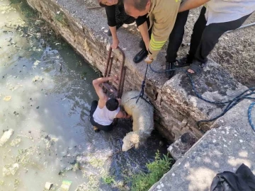 Havuza düşen koyunu itfaiye ekipleri kurtardı
