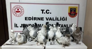 Hayvan kaçakçıları jandarmaya yakalandı