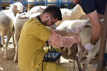 Hayvan pazarında satışa çıkan hayvanlara gebe testi yapıldı
