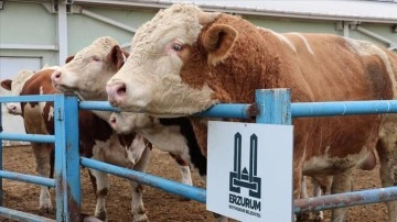 Hayvancılığın merkezlerinden Erzurum'da kurbanlıklar için sıkı tedbirler uygulanıyor