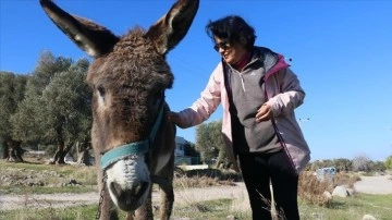 Hayvansever çift evlerinin bahçesini sahipsiz köpeklere ve eşek "Kadife"ye açtı