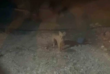 Her akşam evinin bahçesine gelen tilkiyi elleriyle besliyor
