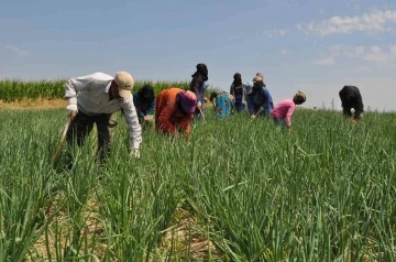 Herkes gölge ararken onlar tarlada çalışıyor
