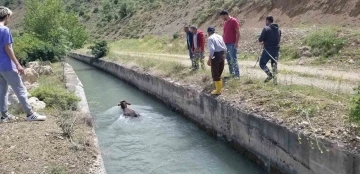 HES kanalına düşen dana uzun uğraşlar sonucu kurtarıldı
