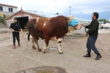 Heybeti kadar fiyatı da dudak uçuklatıyor
