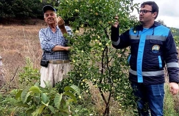 Hisarcık Güldüren köyünde bahçe kontrolü
