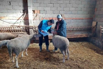 Hisarcık’ta koyun, keçi sayımı ve buzağı küpeleme çalışmaları
