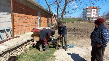 Hocalar’da hayvan hastalıklarıyla mücadele devam ediyor
