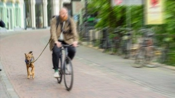 Hollanda'da bir belediye köpek dışkısıyla mücadele için DNA veri tabanı kuruyor