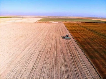 Hububat hasadında cücelik virüsü ile karşılaşmamak için çiftçilere ekim uyarısı
