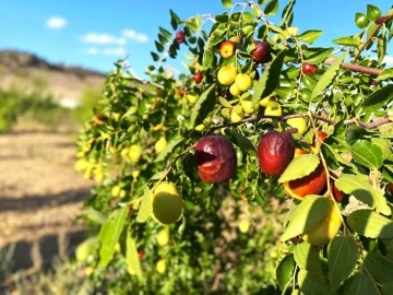 Hünnap hasadı önümüzdeki günlerde başlayacak
