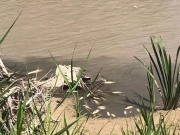 Hurman Çayı’nda toplu balık ölümleri vatandaşları endişelendirdi
