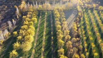 Kayısı bahçelerinin sonbahardaki manzarası büyülüyor!