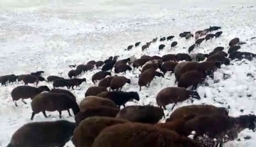 Iğdır’ın yüksek kesimlerine kar yağdı
