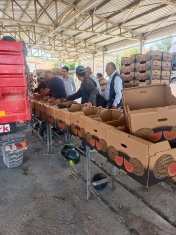 İhracatlık karpuzda hasat dönemi başladı
