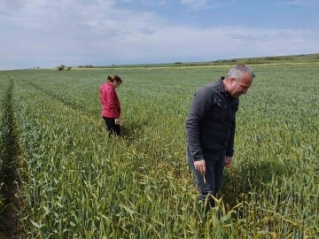 İlçe Tarım Müdürlüğü çiftçileri ’sarı pas’ hastalığına karşı uyardı
