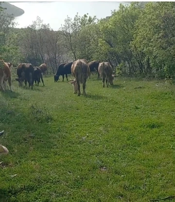 İneklerini otlatırken yılan soktu, hastaneye kaldırıldı
