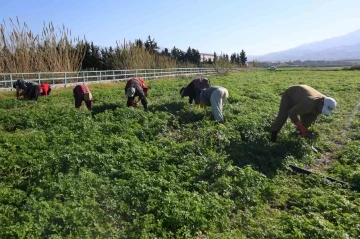 İnsanlar zehirlenmesin diye işçiler günlerce mesai yapıyor