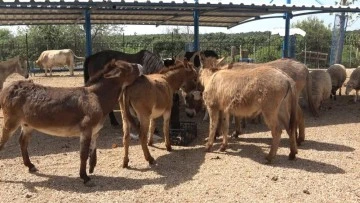 İşkenceye uğrayan can dostlarımız Bursa'da huzurlu ortamda yaşıyor