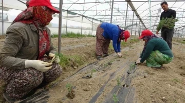 Isparta’da domates ve karanfil fideleri toprakla buluştu
