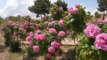 Isparta gülünden ’gül toniği’ ürettiler
