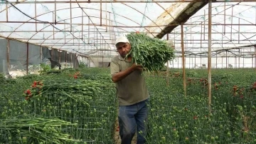 Isparta’nın karanfilleri Avrupa’yı renklendiriyor
