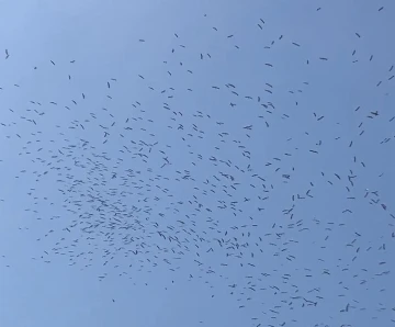 İstanbul semalarında leyleklerin göç dansı
