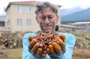 İthal edilen kömürü, onlarca denemenin ardından fındık kabuğundan üretti
