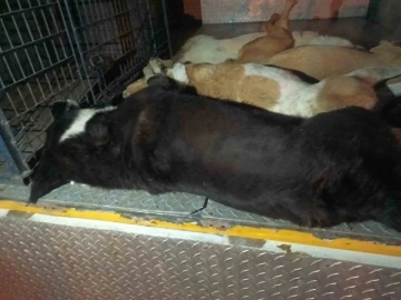 İzmir’de 10 köpek zehirlenerek öldürüldü
