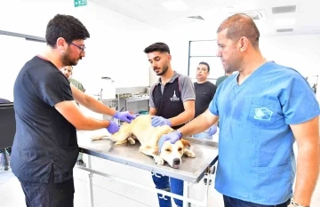 İzmir’de bir yılda 25 bin kedi ve köpek kısırlaştırıldı
