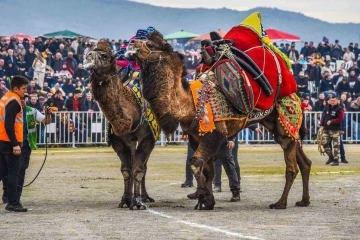 İzmir’de deve güreşi festivaline yoğun ilgi
