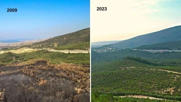 İzmir’in akciğerleri, yangından 14 yıl sonra yeşerdi
