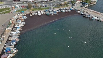 İzmir Körfezi'nde deniz yosunu yayılımı sürüyor