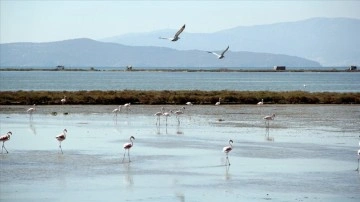 İzmir Kuş Cenneti'ne su sağlayan kanallar temizleniyor